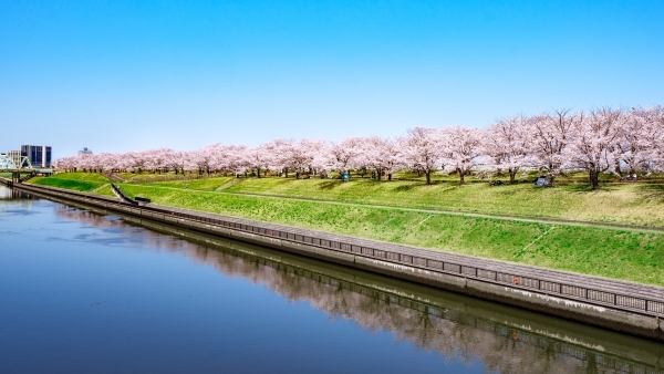 荒川赤羽桜堤緑地（約530m／徒歩7分）