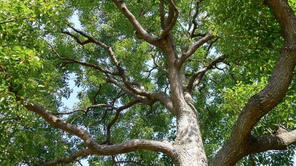 image photo