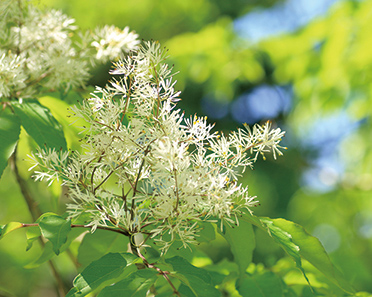 アオダモ イメージ写真