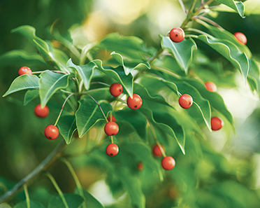 ソヨゴ イメージ写真