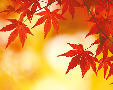 イロハモミジ イメージ写真