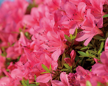 サツキツツジ イメージ写真