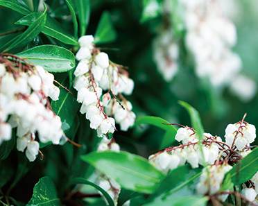 アセビ イメージ写真