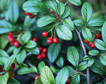 ヤブコウジ イメージ写真