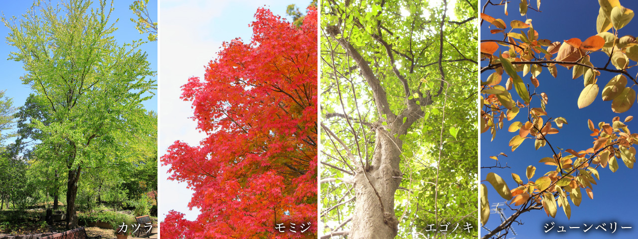 季節の変化が大きく、「折り重なりの美」を演出する主要な落葉樹
・カツラ
・モミジ
・エゴノキ
・ジューンベリー