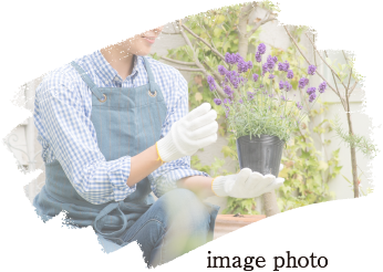 image photo