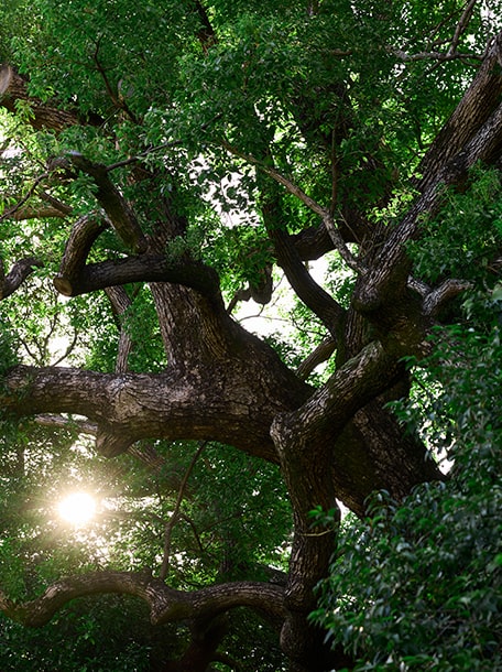 弓弦羽神社（徒歩8分／約610ｍ）