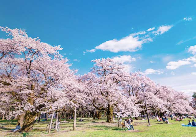 桜の園 image photo