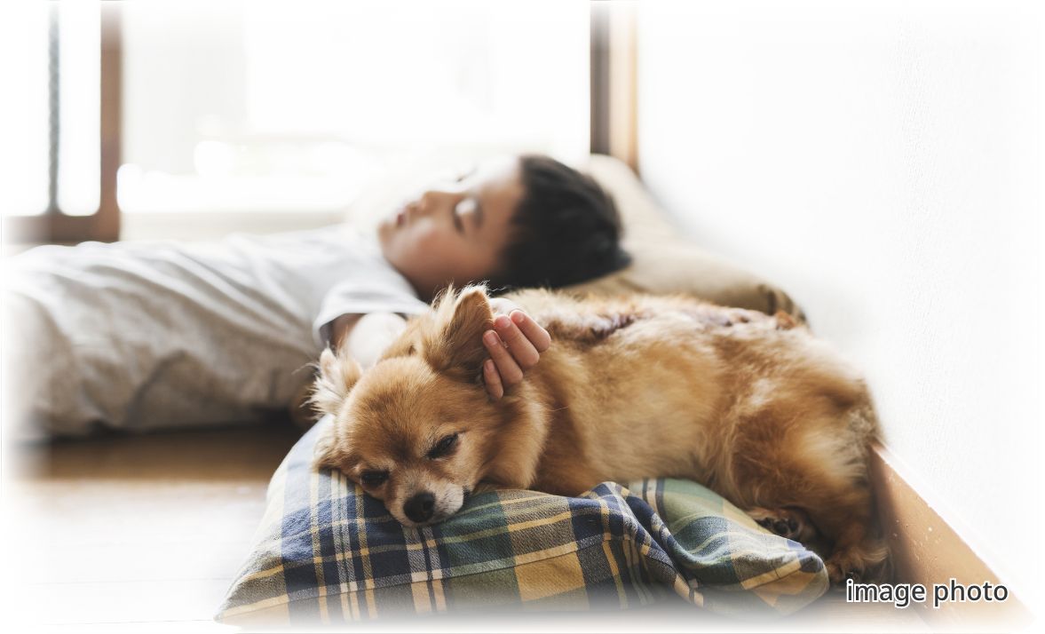 犬と子供が寝ている様子